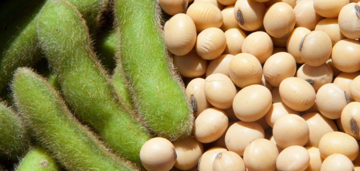 Семейство Мотыльковые бобовые плод