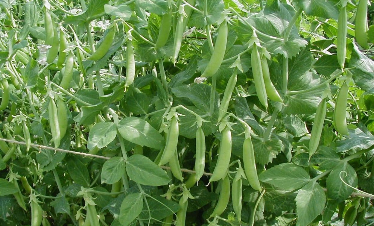 Фасоль крупа