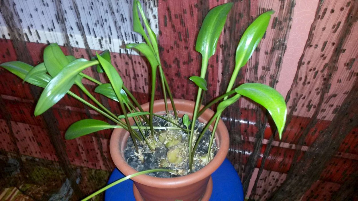 Спатифиллум дримиопсис