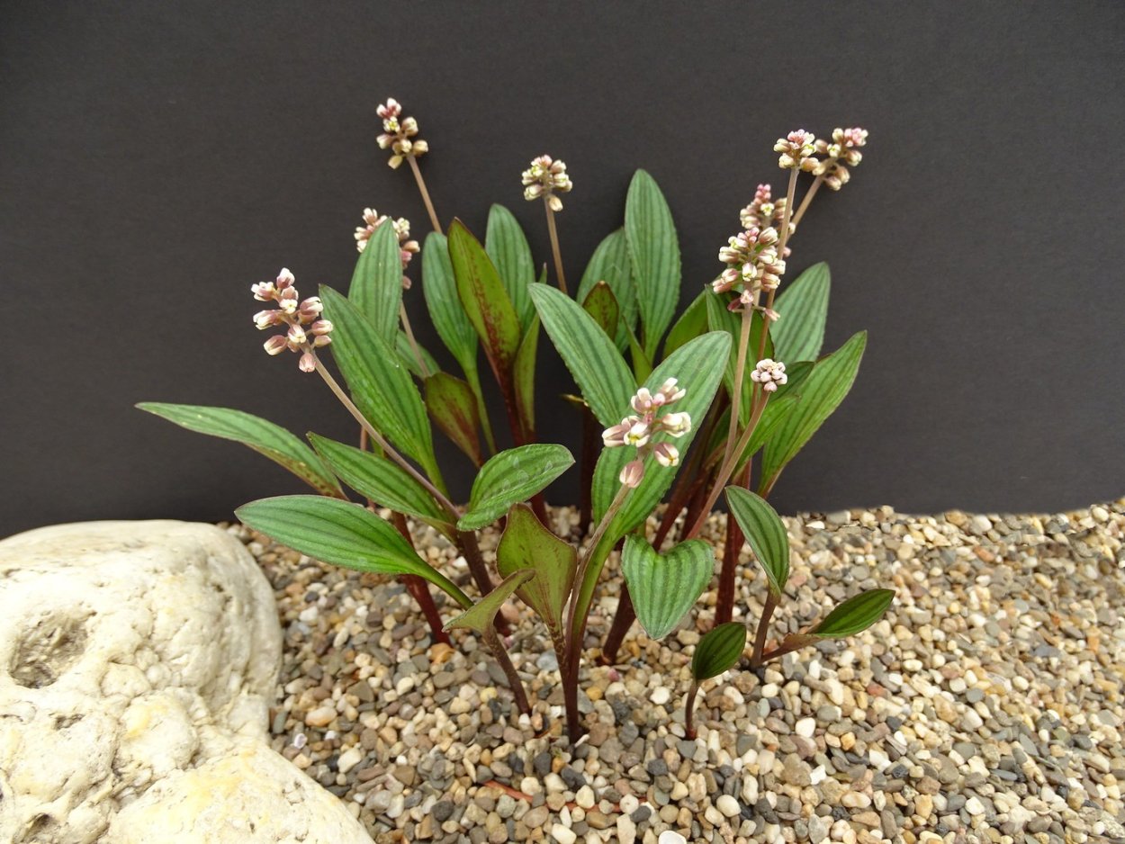 Орхидея дримиопсис