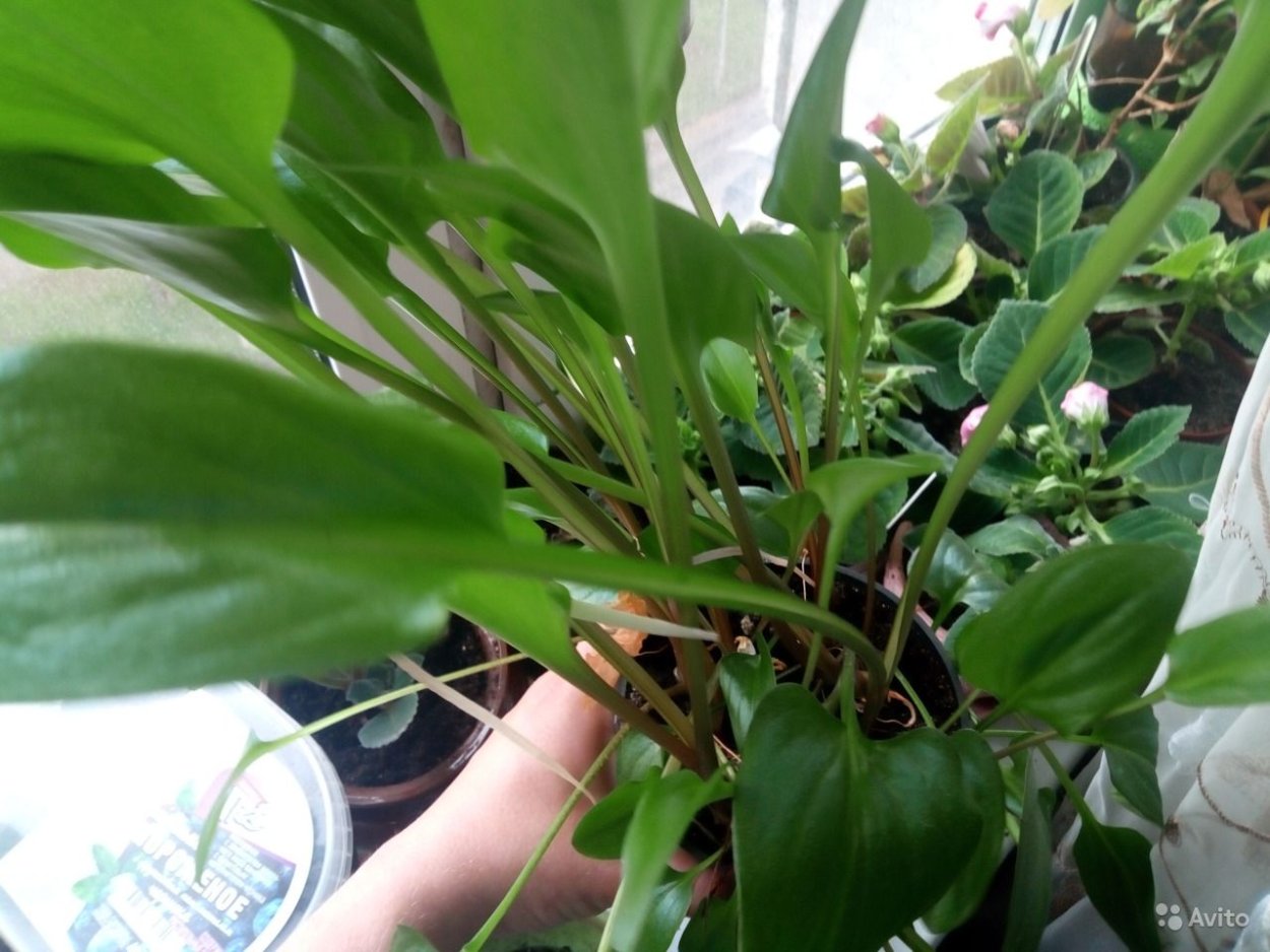 Спатифиллум дримиопсис