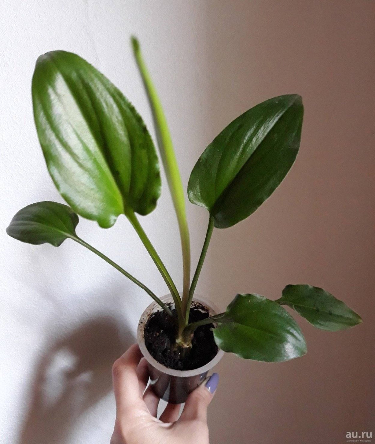 Спатифиллум дримиопсис