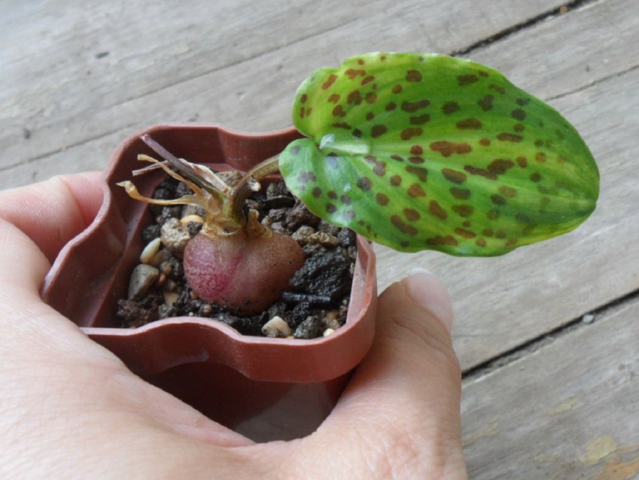 Спатифиллум дримиопсис цветет