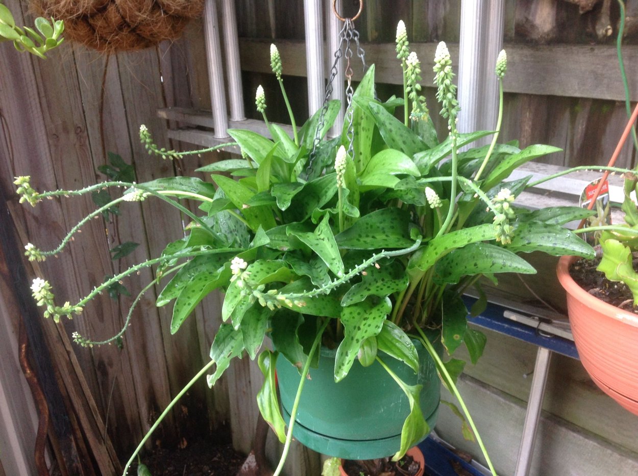 Дримиопсис эухарис цветок