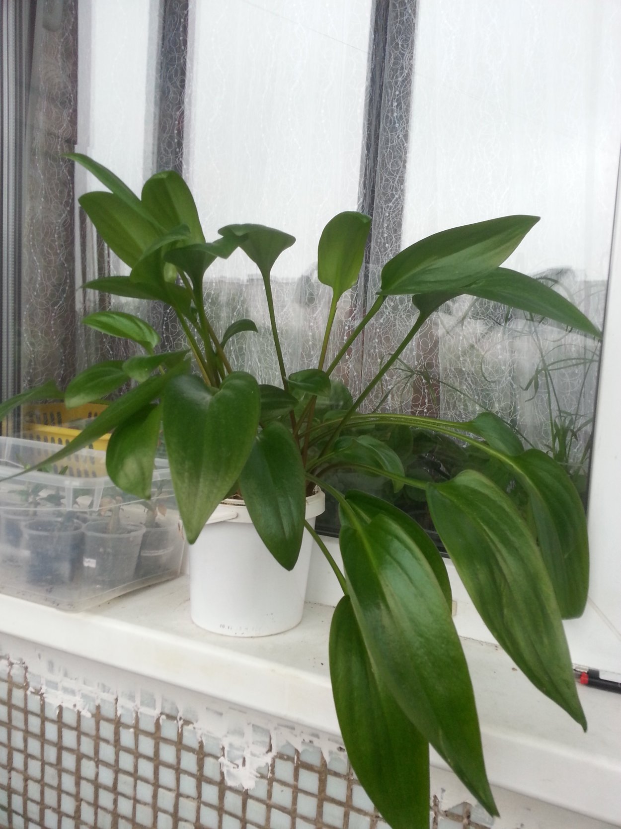 Дримиопсис пятнистый цветет