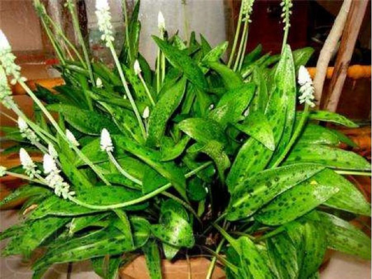 Луковичные дримиопсис