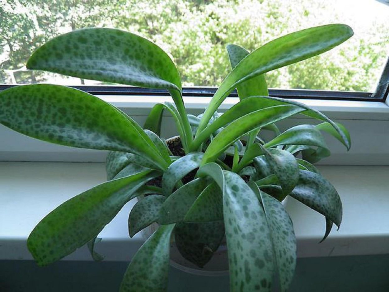 Дримиопсис луковичное растение клубни