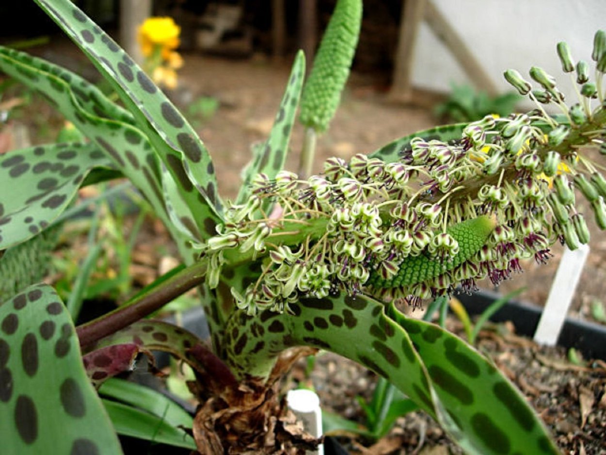 Спатифиллум дримиопсис