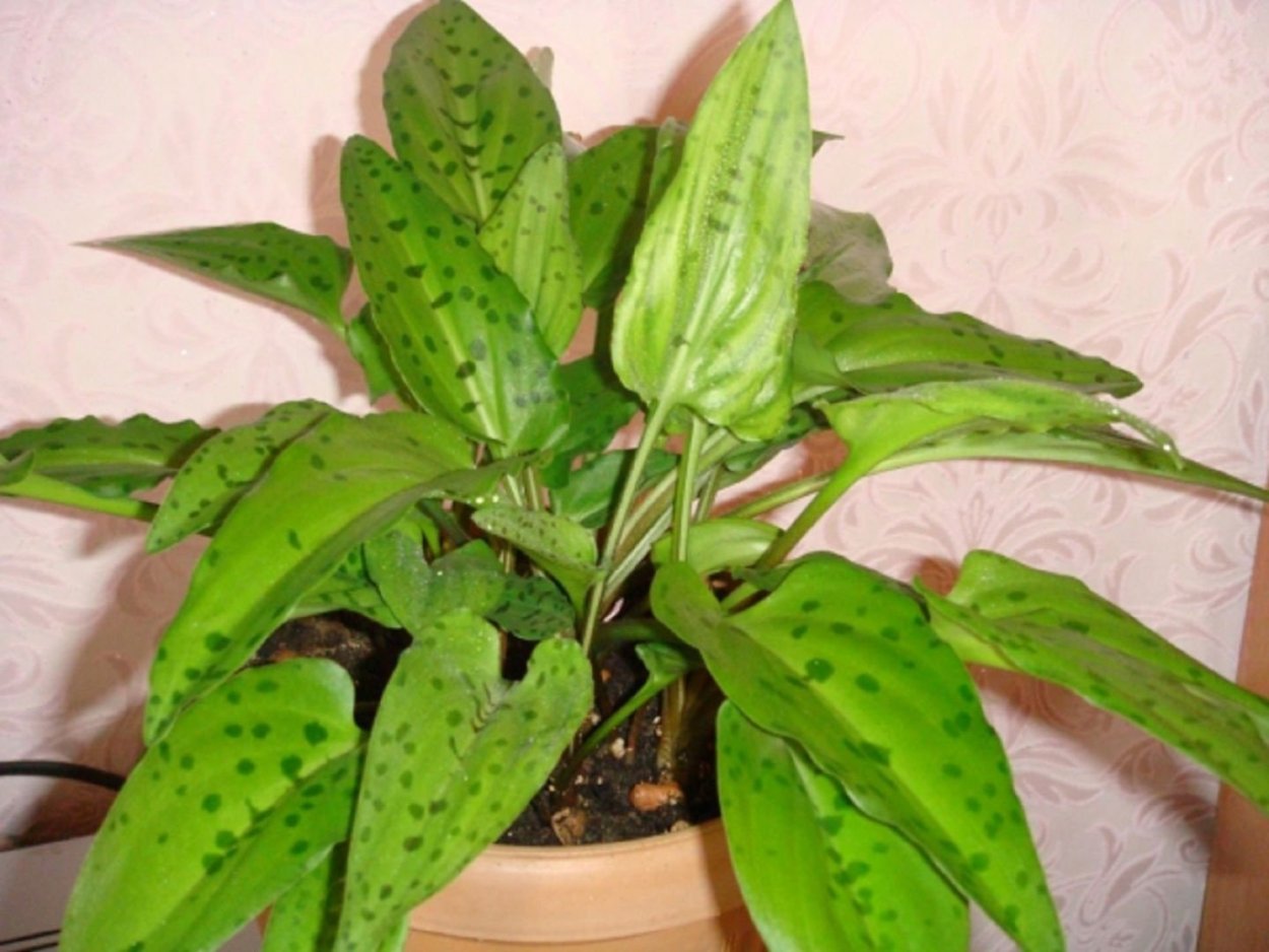 Цветок луковичный дримиопсис