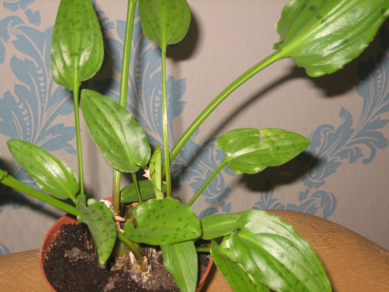 Дримиопсис ледебурия