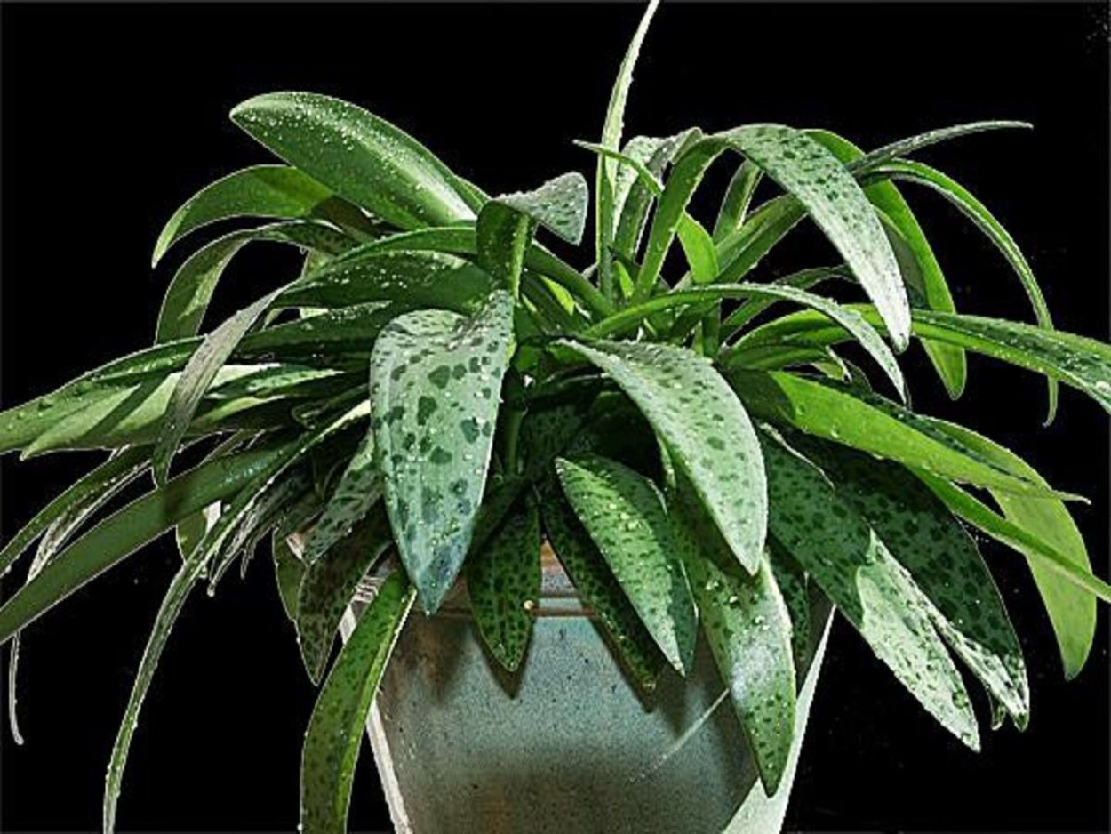 Drimiopsis maculata variegata описание