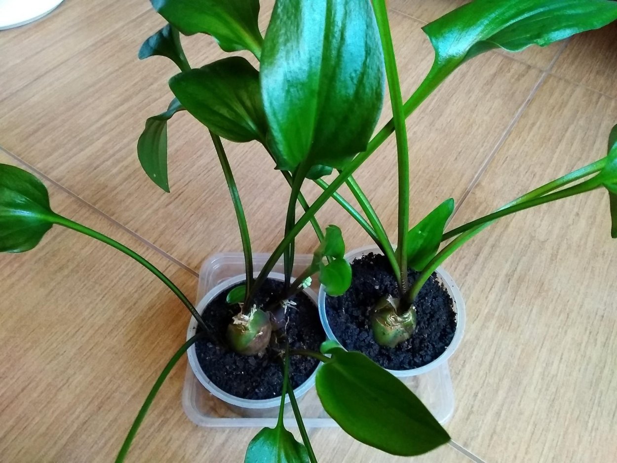 Цветок дримиопсис