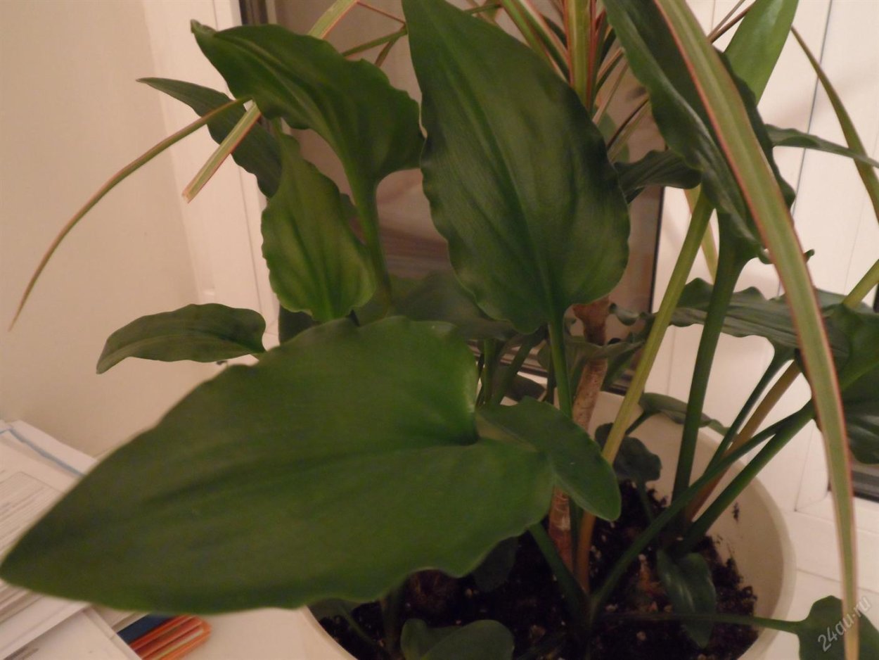 Дримиопсис пересадка