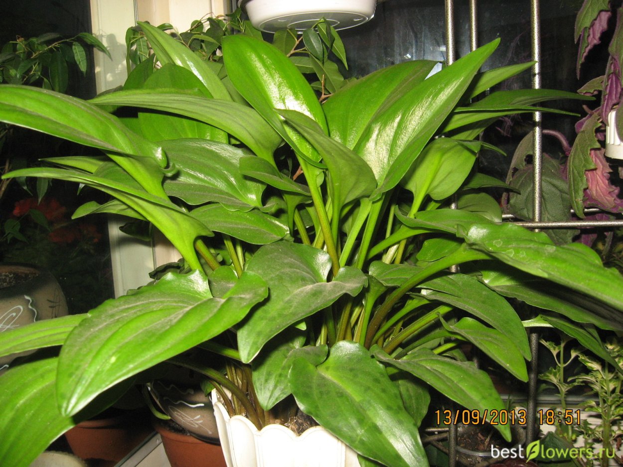 Дримиопсис (лягушатник)