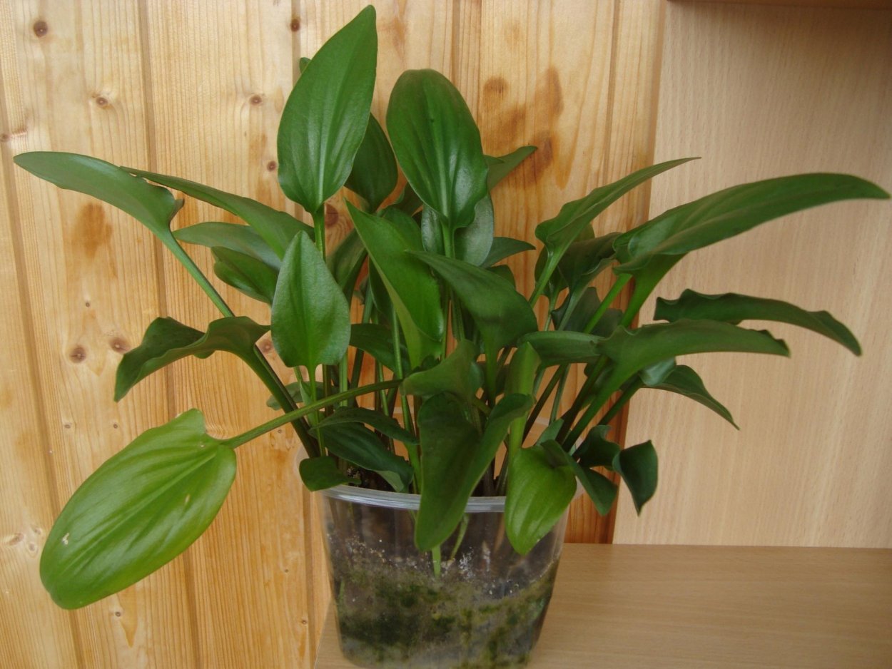 Спатифиллум дримиопсис