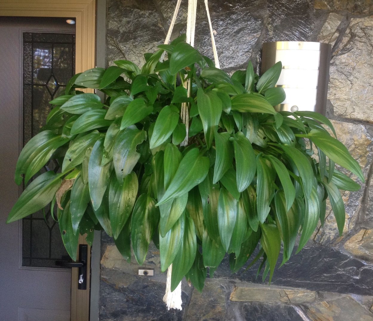 Диффенбахия Рео