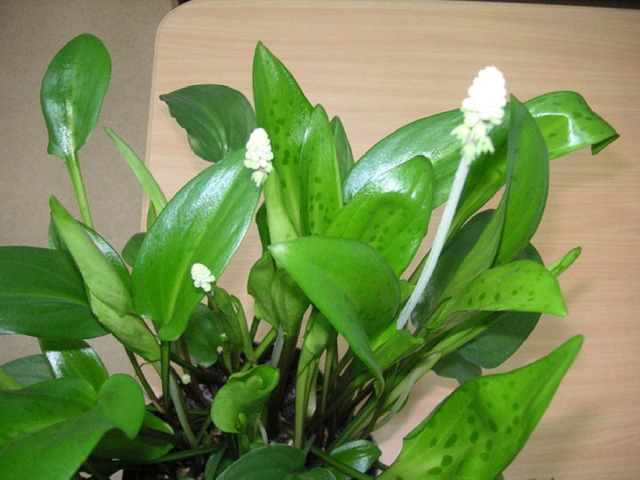Спатифиллум дримиопсис цветет