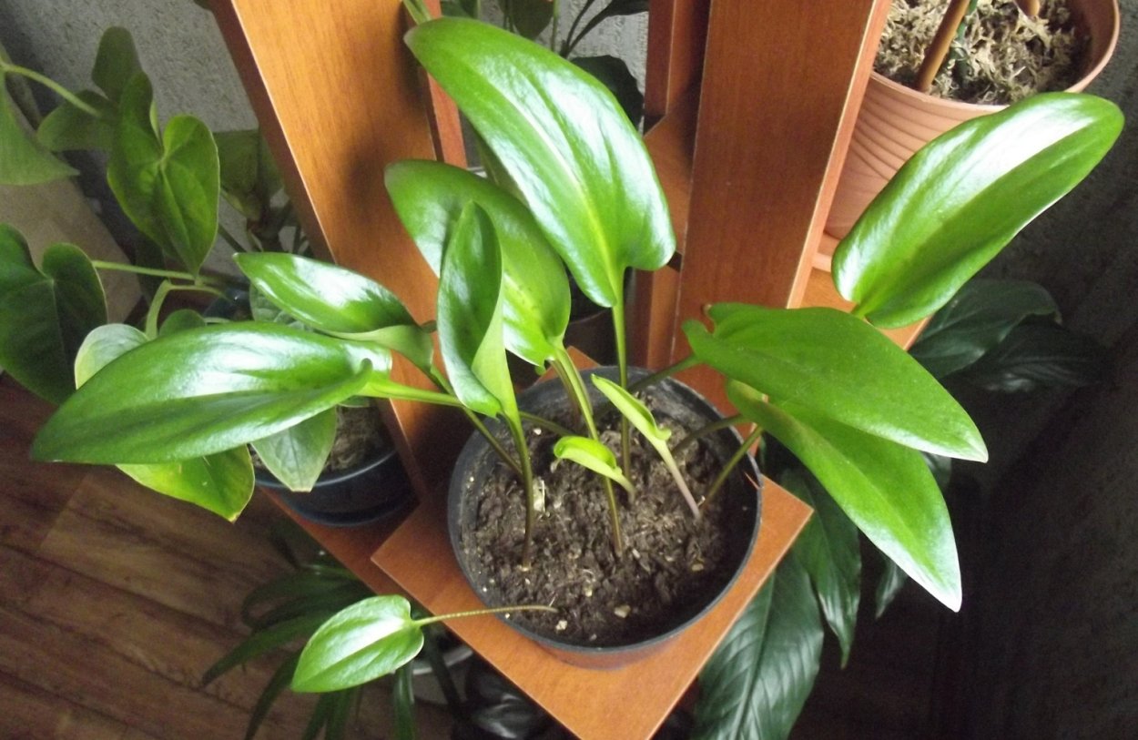 Дримиопсис пятнистый цветет