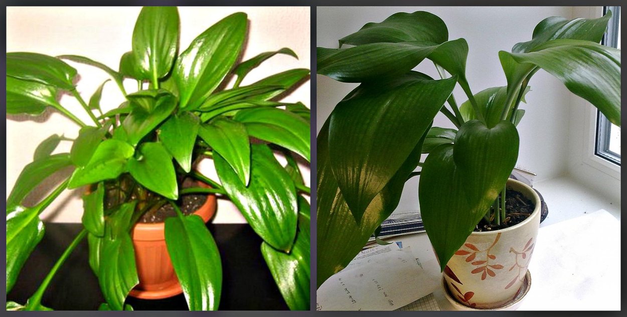 Дримиопсис макулата