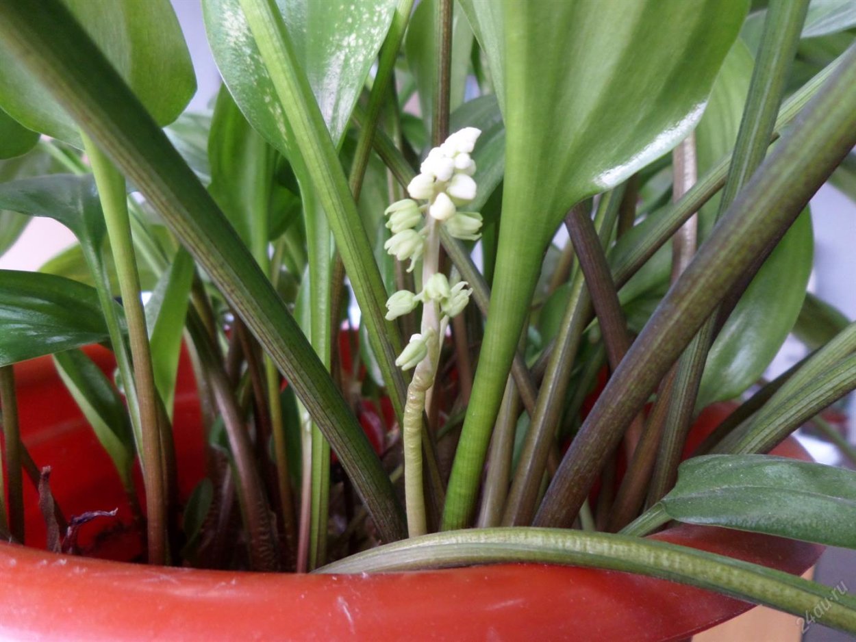 Хойядримиопсис муклата