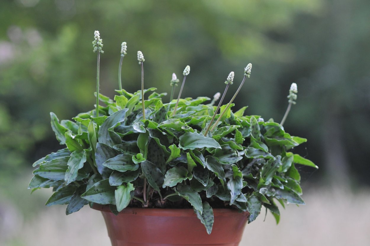 Дримиопсис обыкновенный