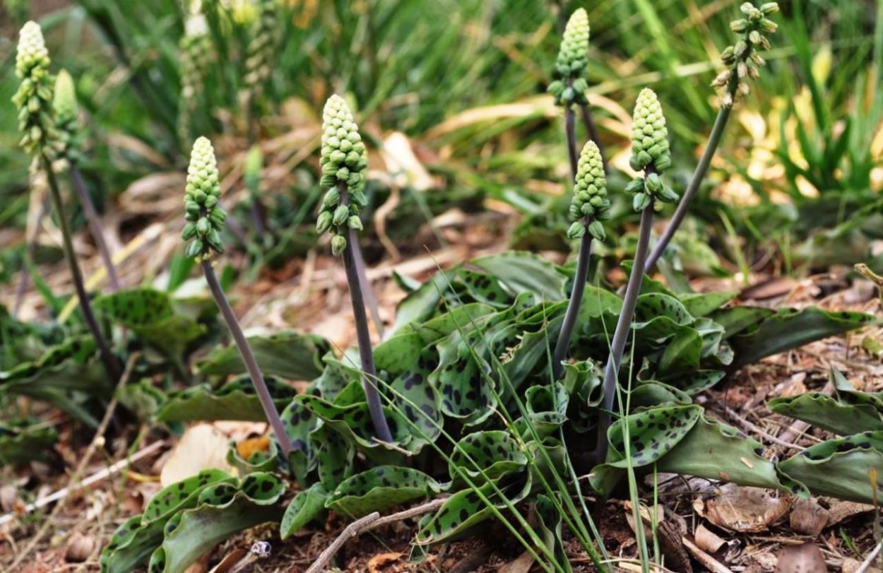 Дриммия макулата