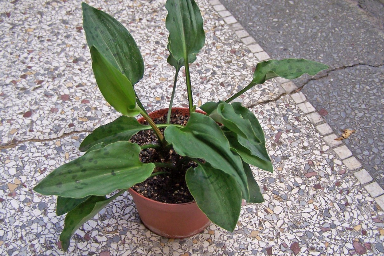 Дримиопсис ледебурия