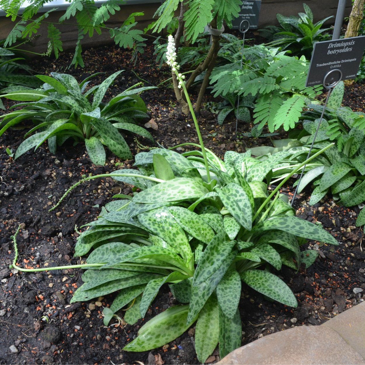 Дримиопсис пятнистый цветет