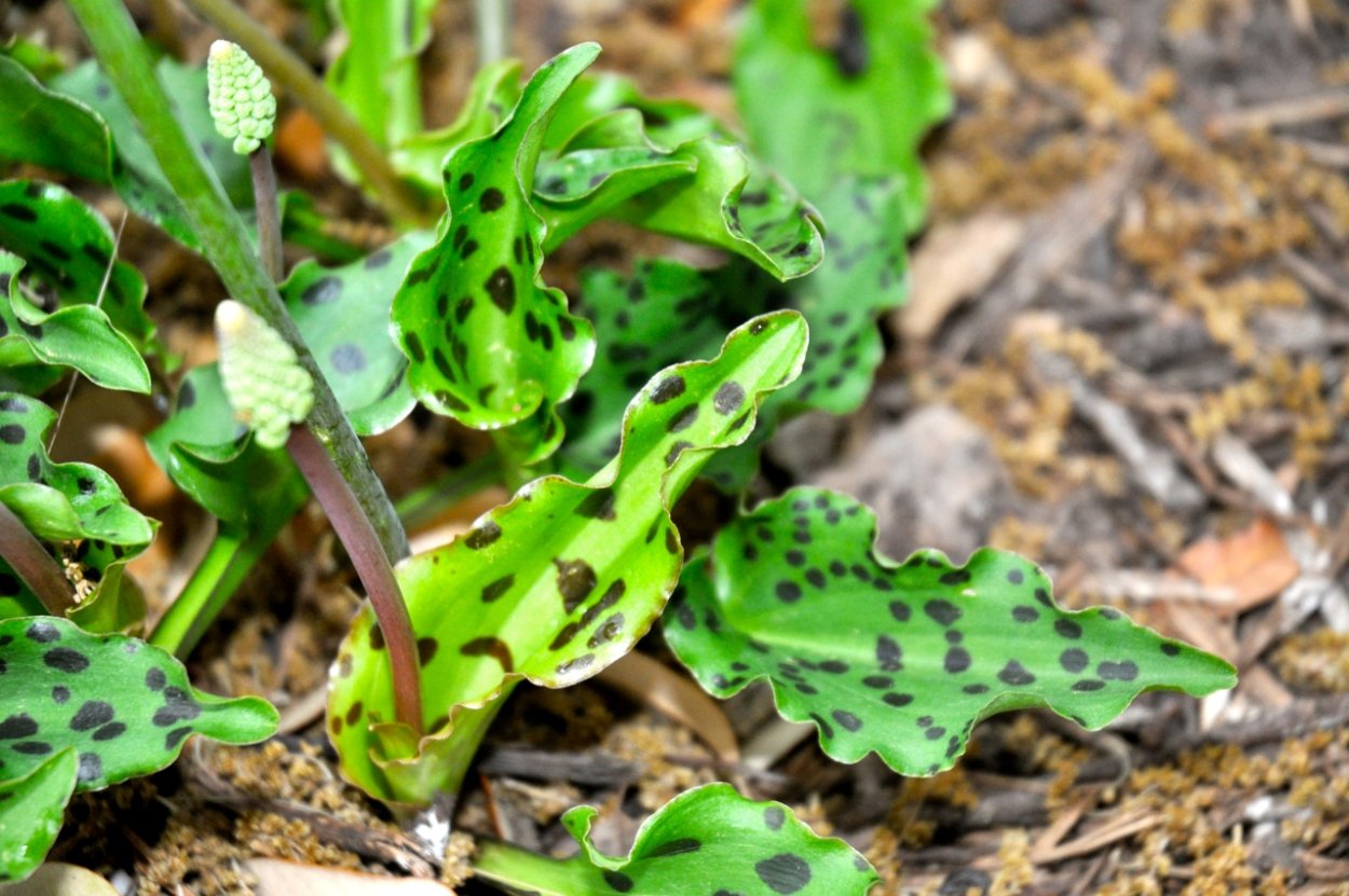 Ледебурия пятнистая