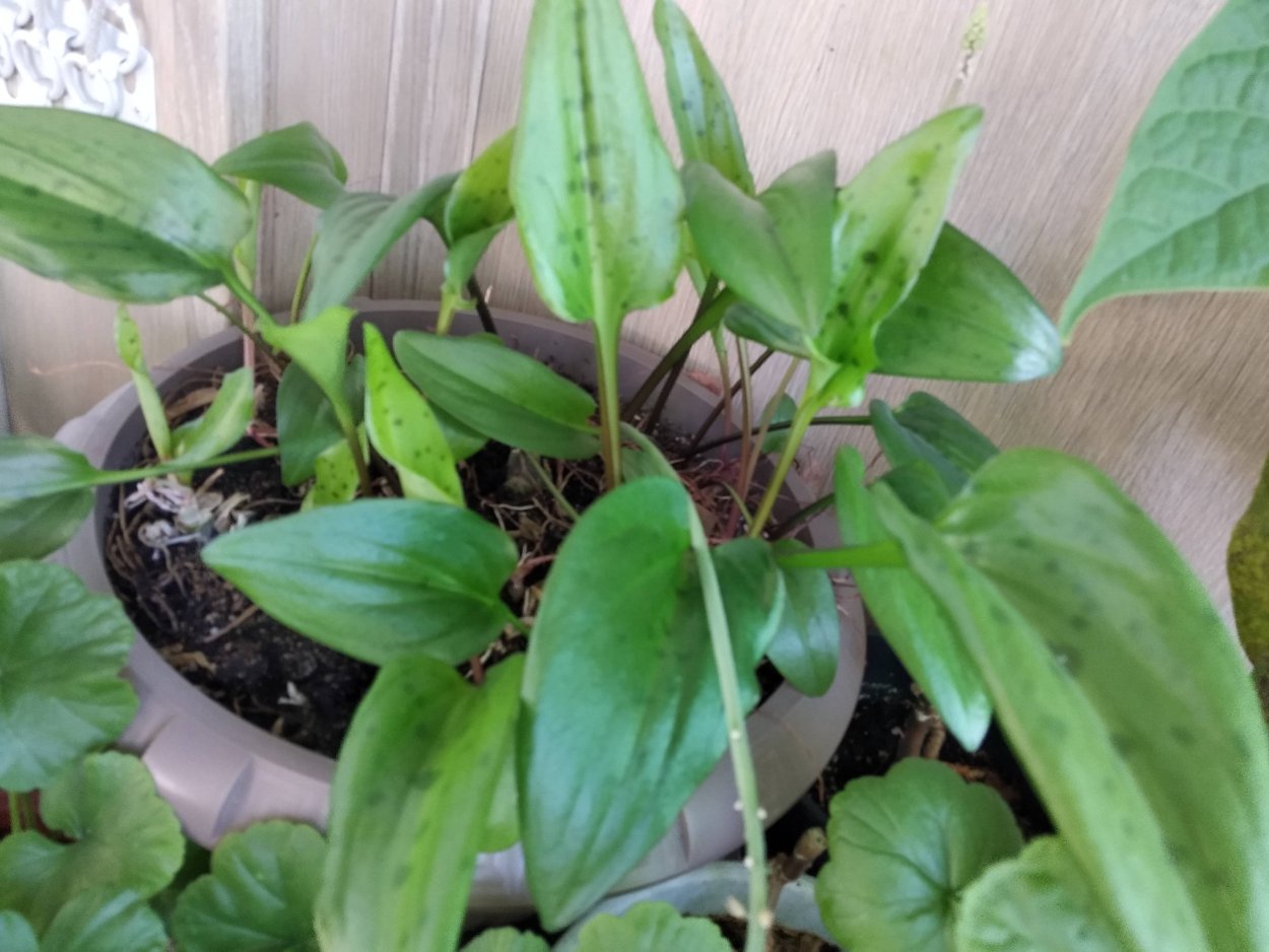 Дримиопсис пятнистый