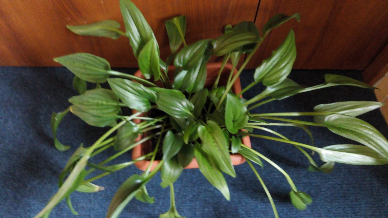 Дримиопсис корни