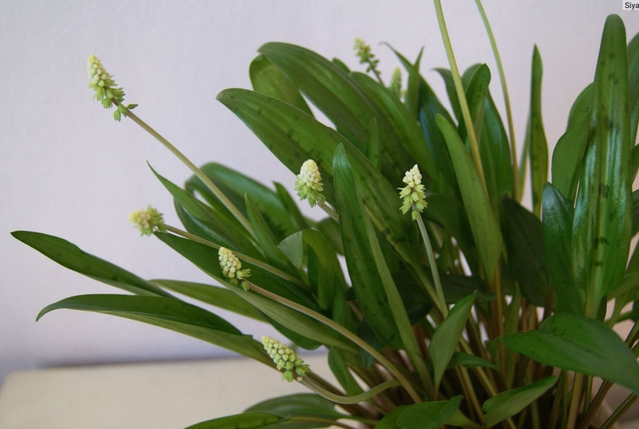 Дримиопсис пятнистый