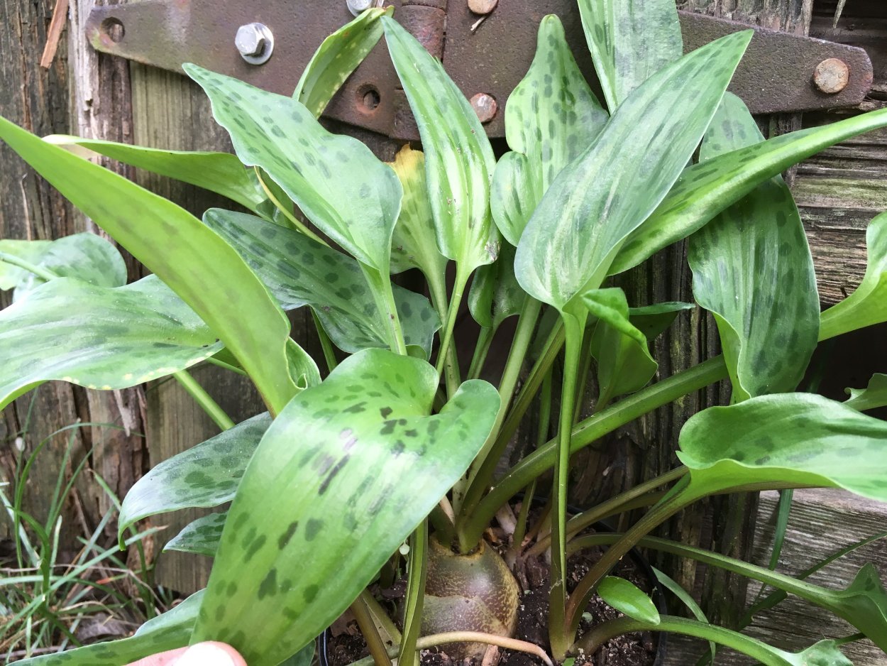 Дримиопсис ледебурия