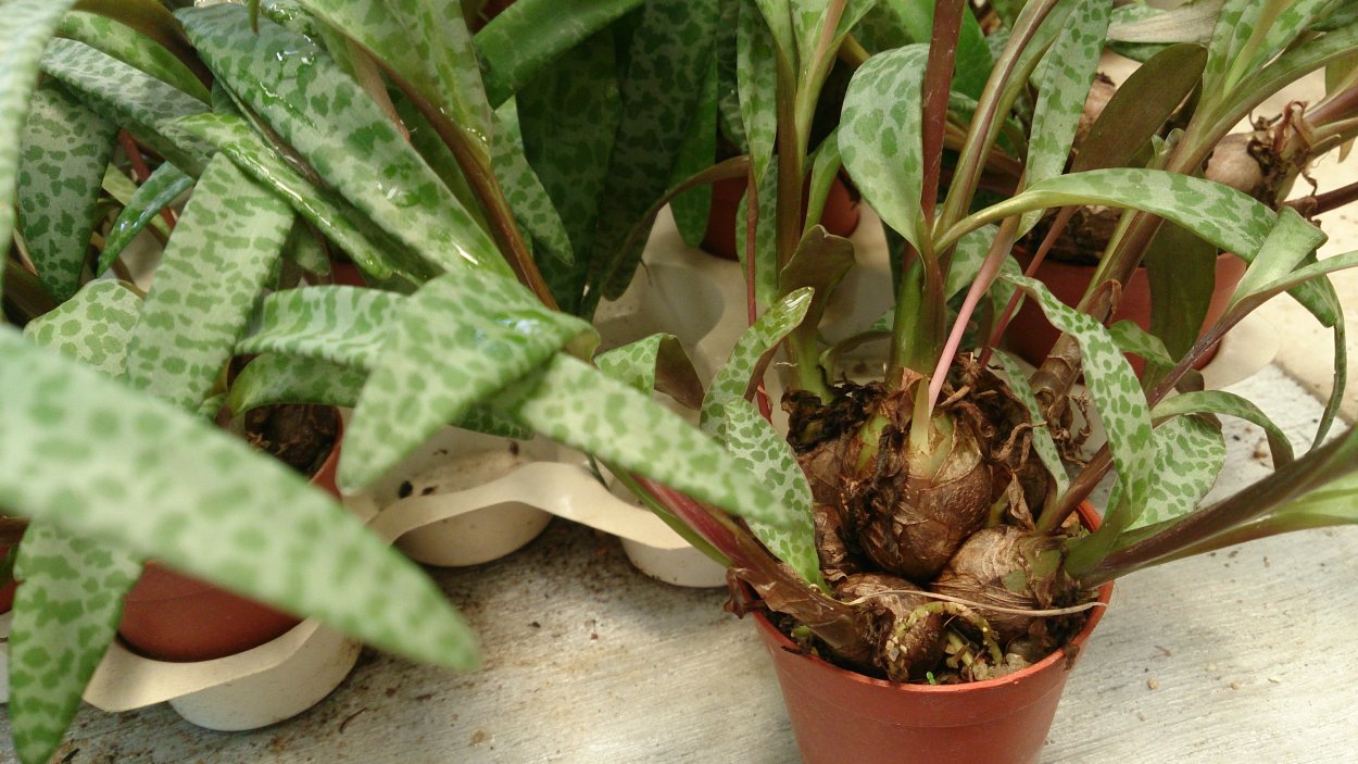 Дримиопсис суеверия