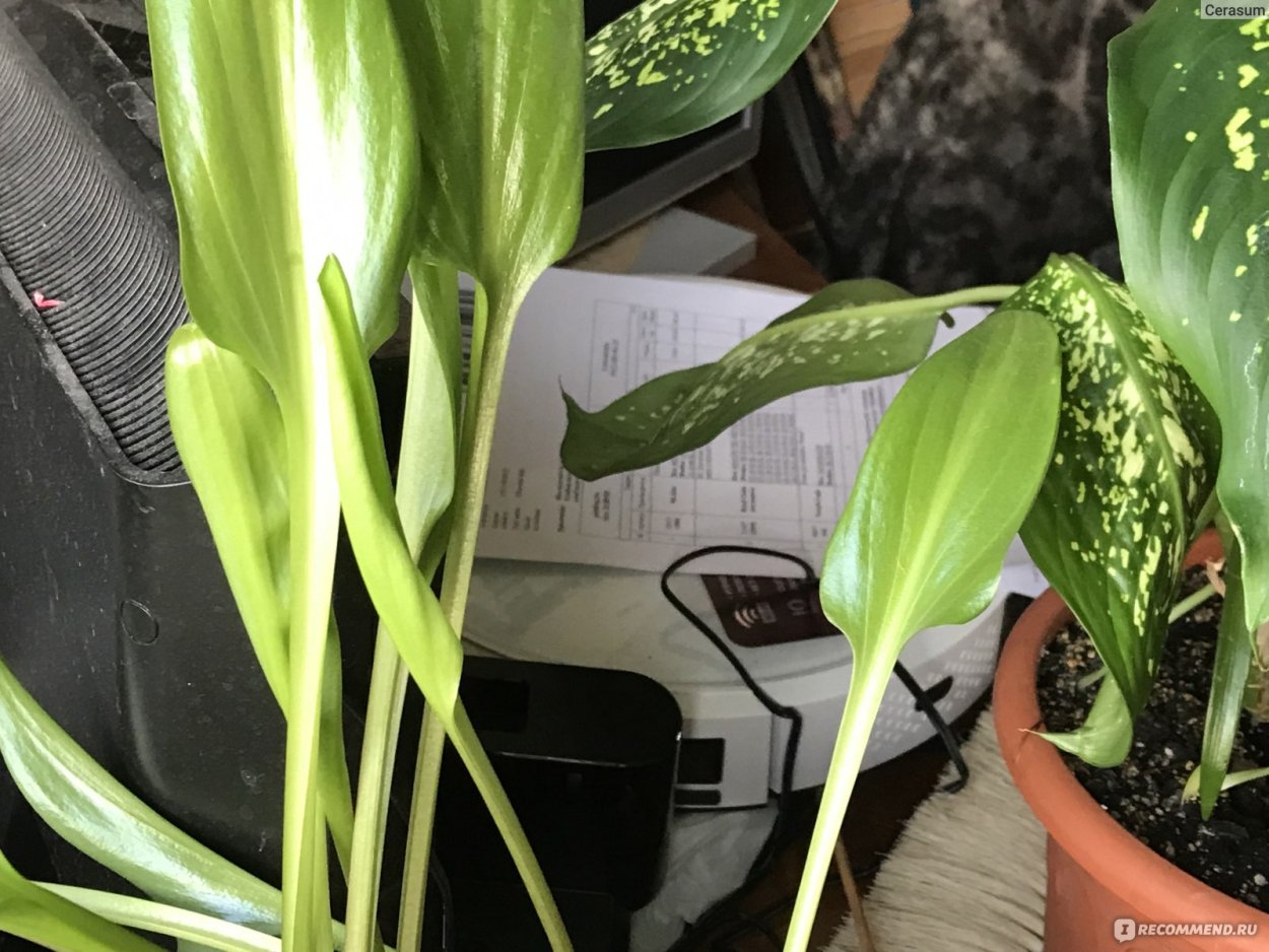 Дримиопсис в природе