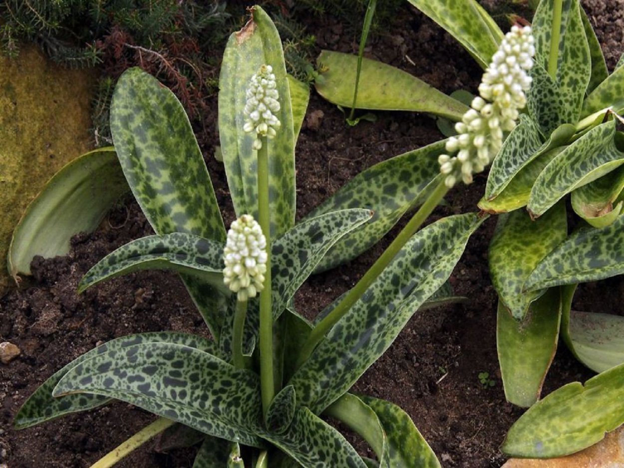 Дримиопсис цветок дримиопсис спатифиллум