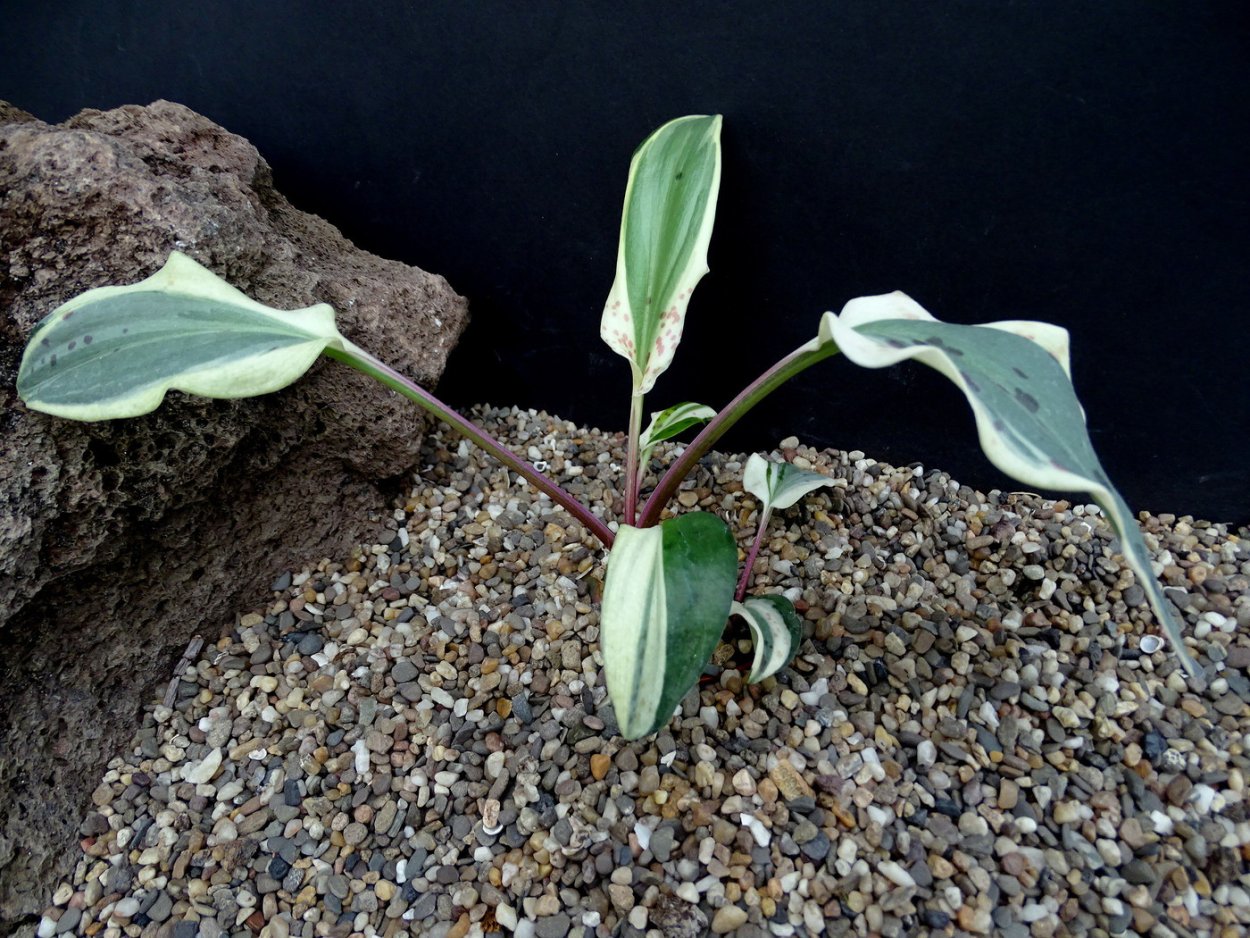 Дримиопсис ледебурия