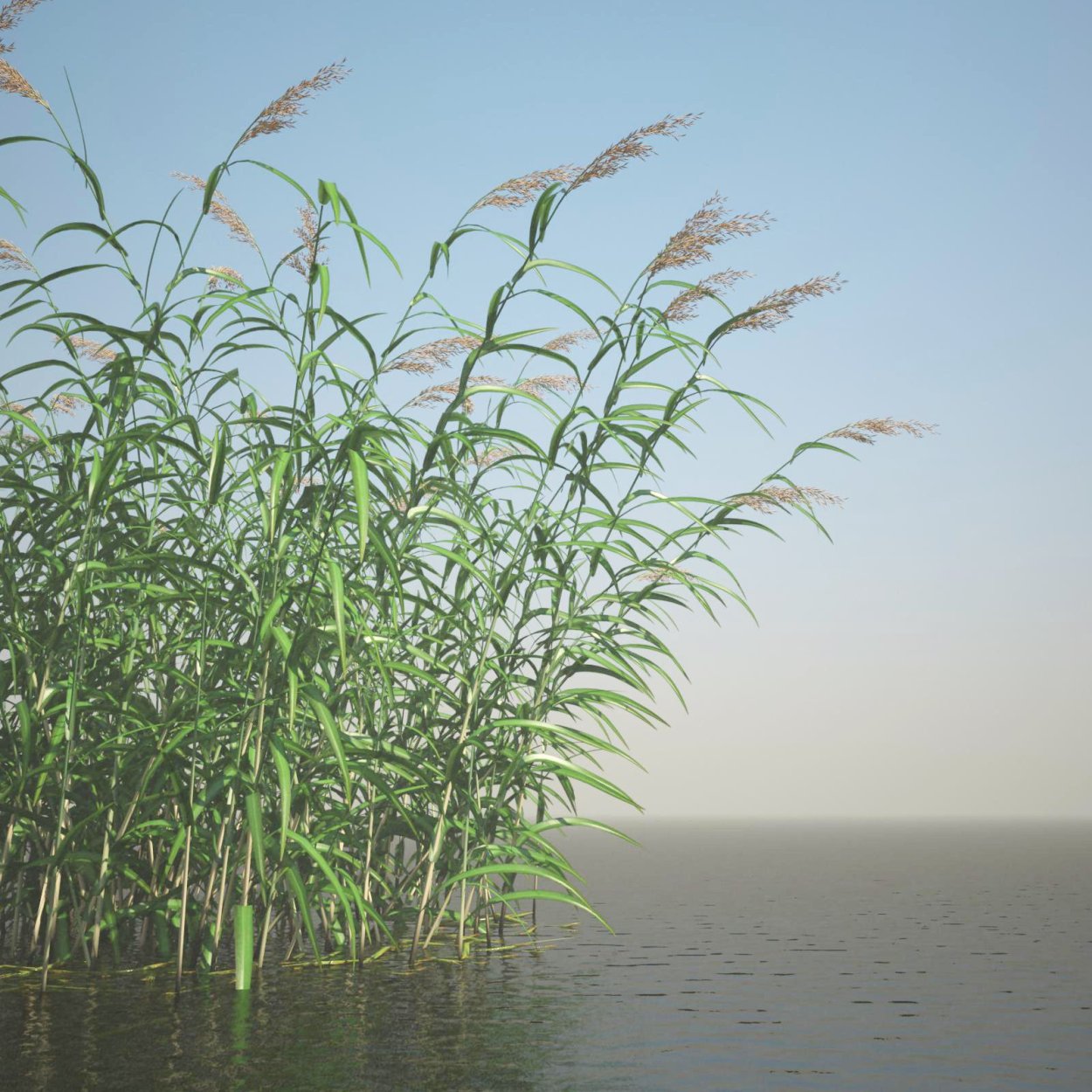 Рогоз зимой