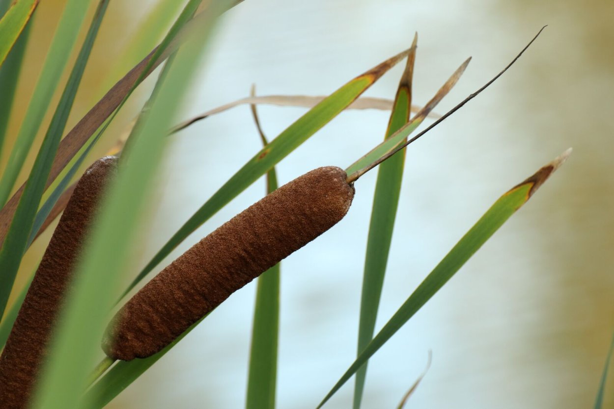 Saccharum сахарный тростник