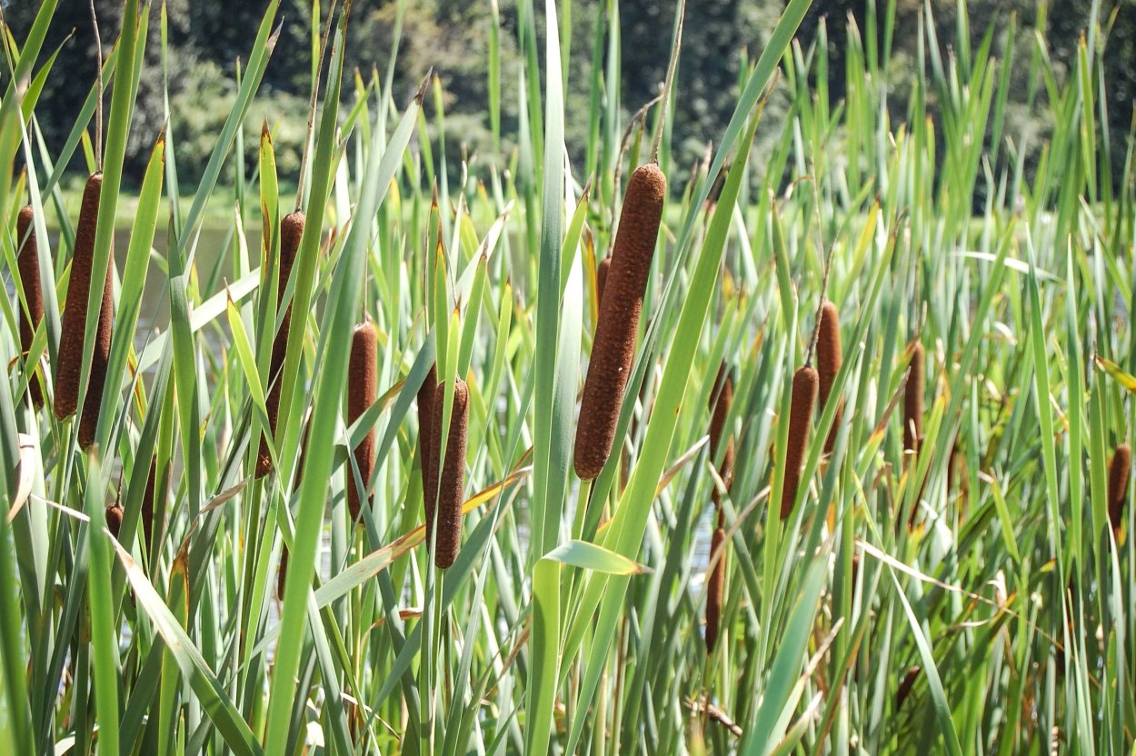 Камыш щетиновидный