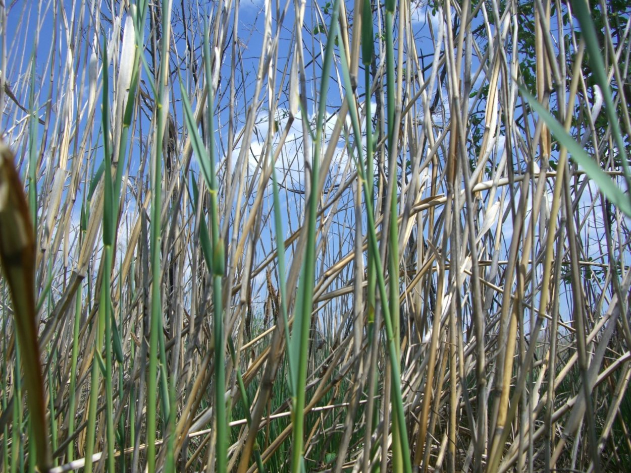 Житник трава