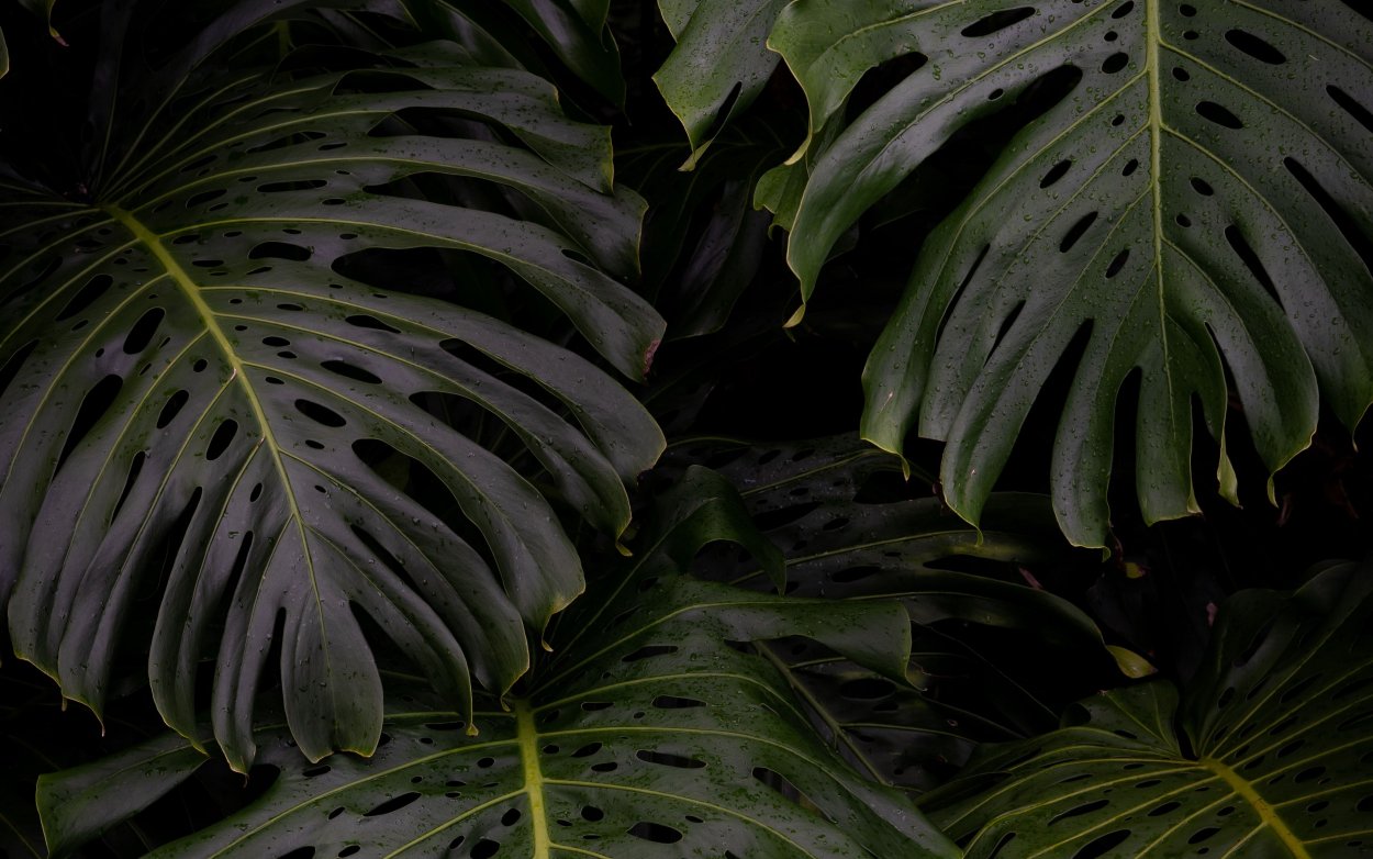 Монстера houseplants
