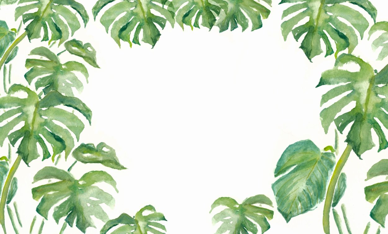 Monstera dubia