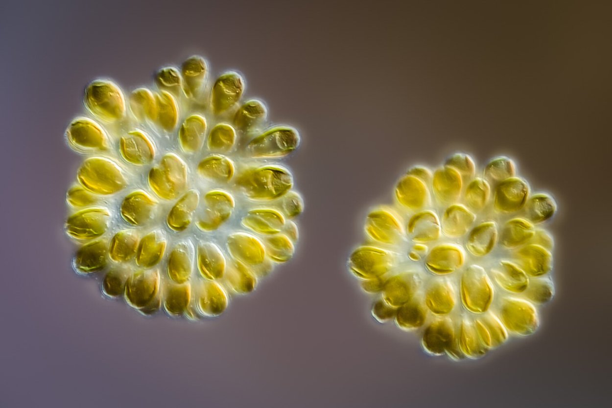 Золотистые водоросли Chrysophyta