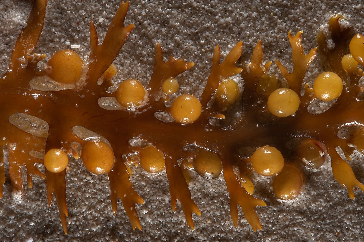 Золотистые водоросли Chrysophyta