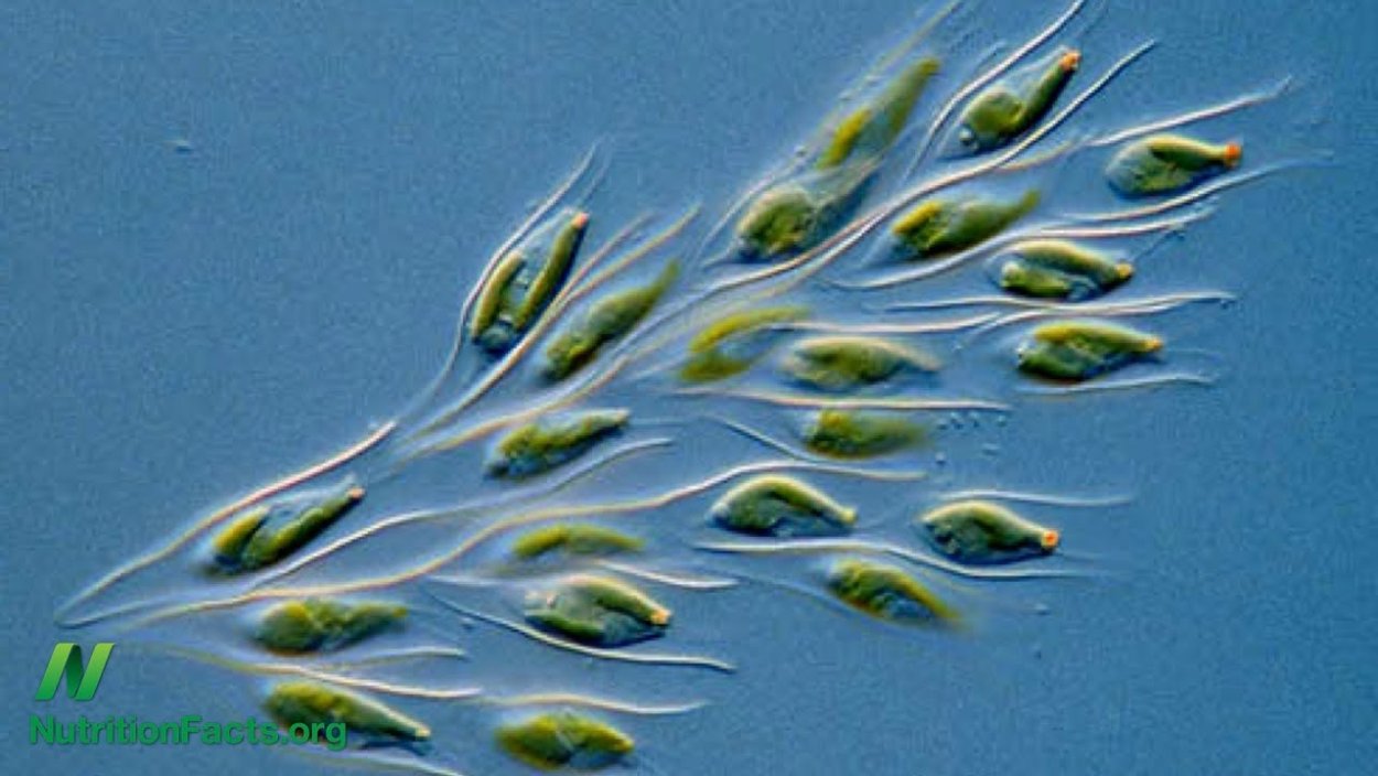 Золотистые водоросли динобрион