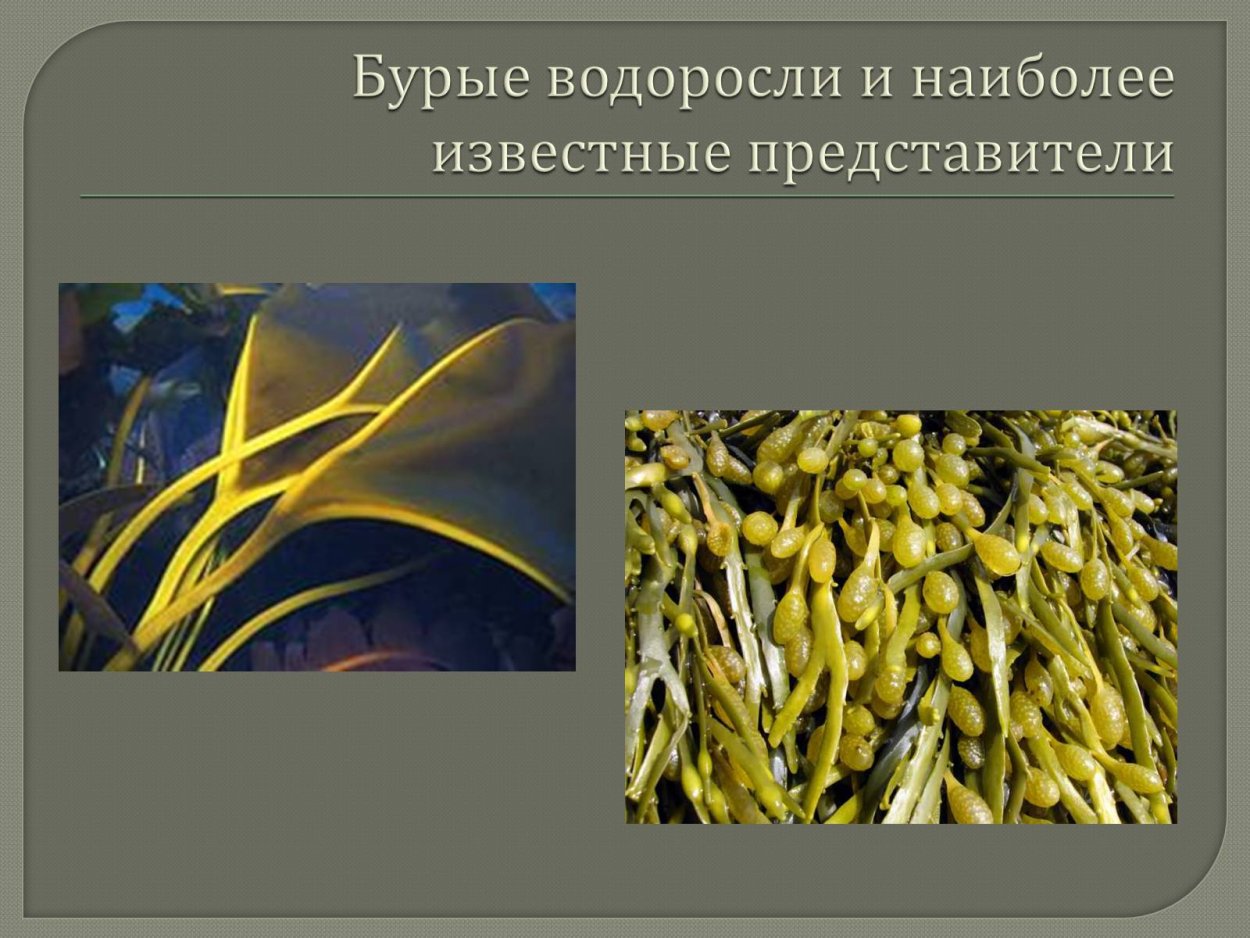 Ламинария - представитель бурых водорослей",