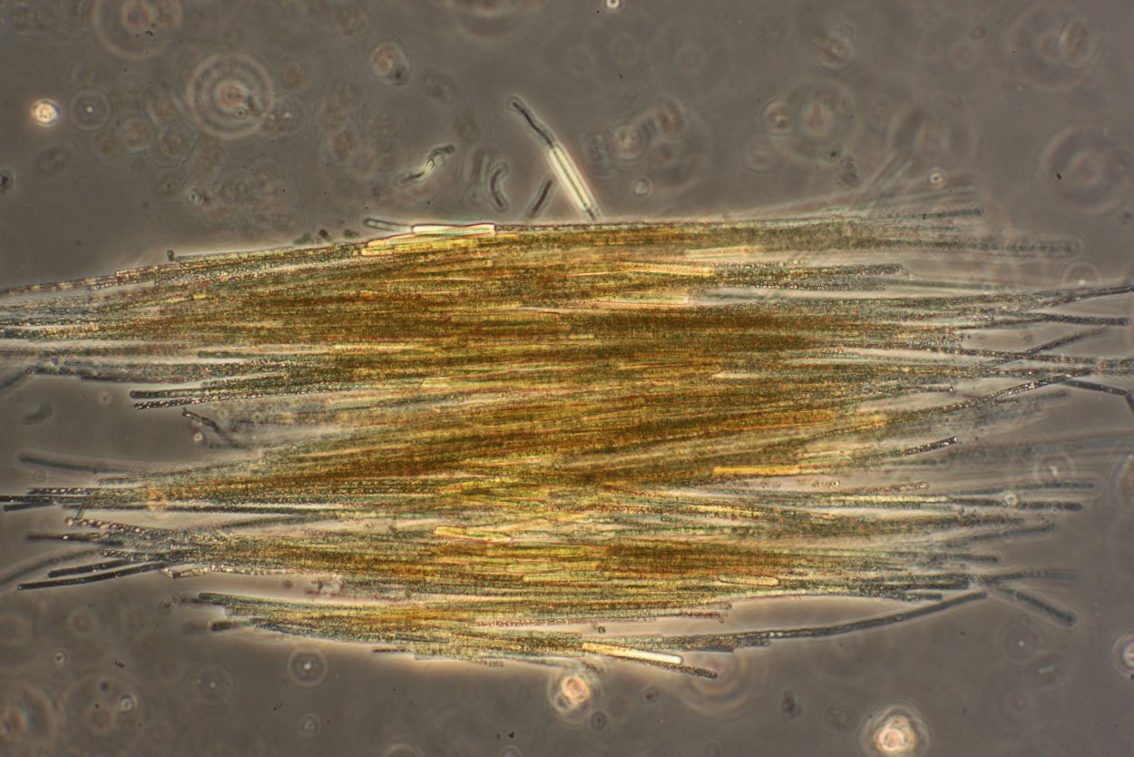 Золотистые водоросли динобрион