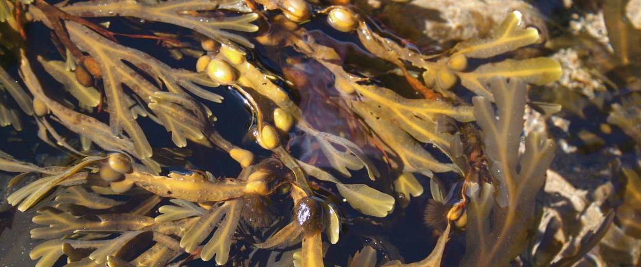 Фукус пузырчатый белое море