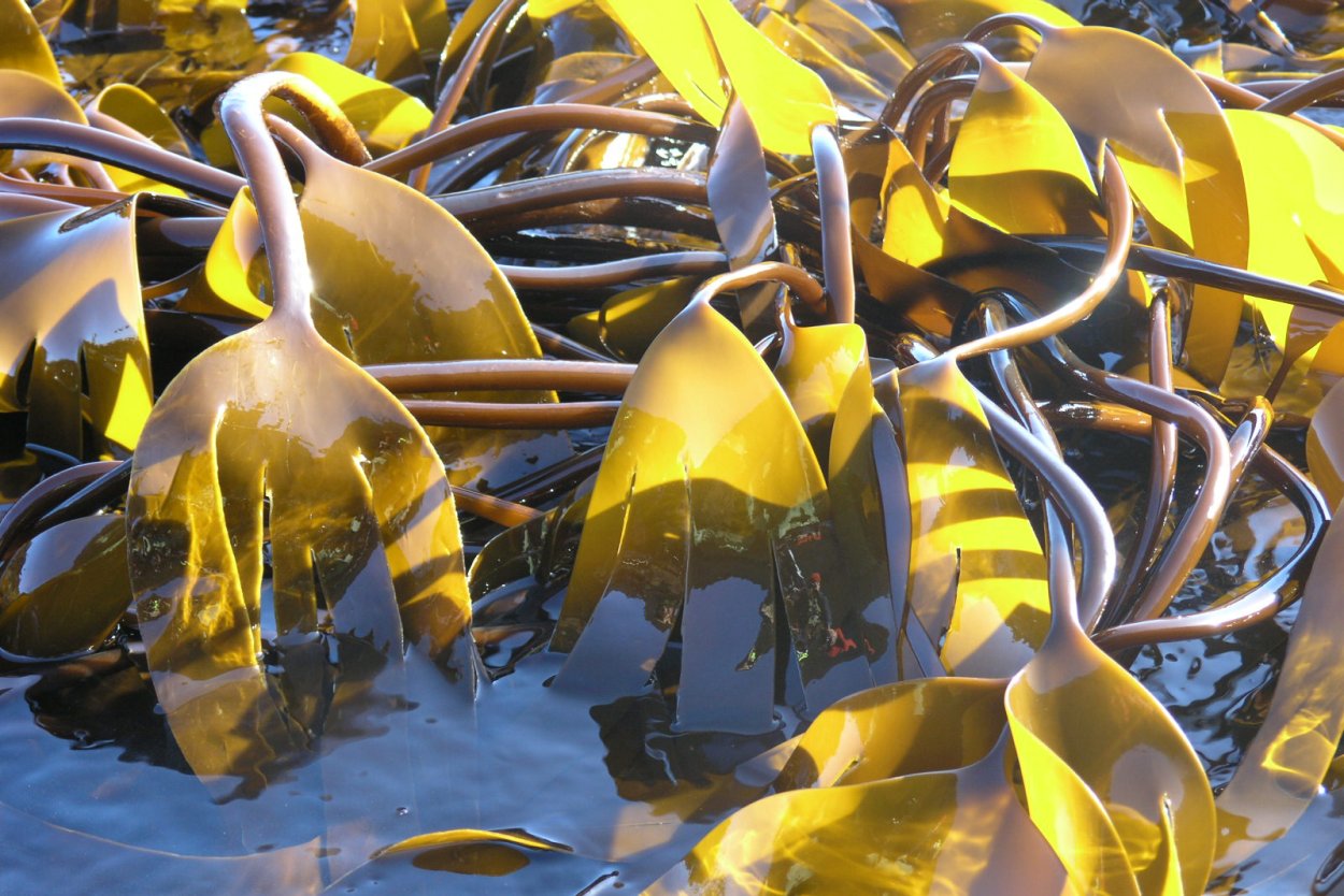 Ламинария сахаристая